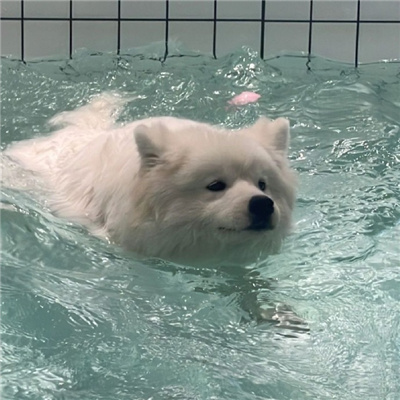 臺(tái)山陪游花藝師普傲冬