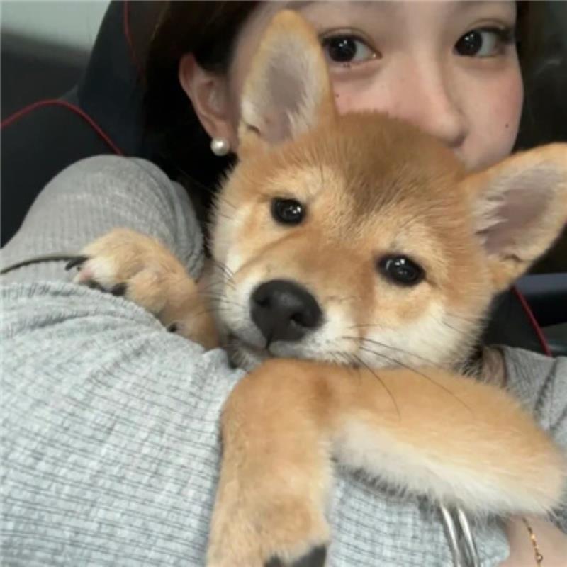 哈爾濱導(dǎo)游司機(jī)谷梁安亦 哈爾濱導(dǎo)游司機(jī)谷梁安亦