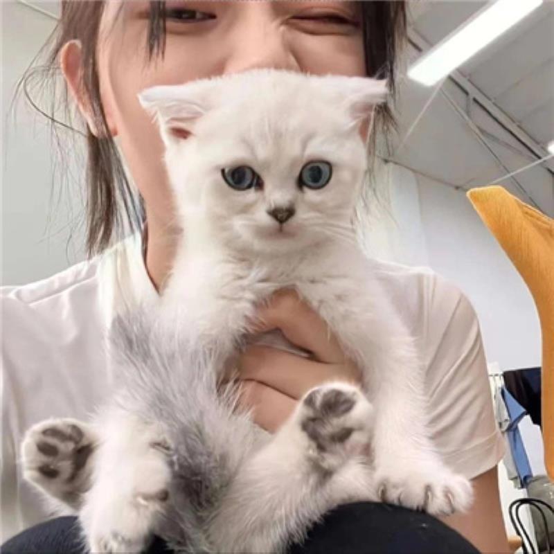 霸州伴游服務(wù)實(shí)習(xí)空姐區(qū)友易