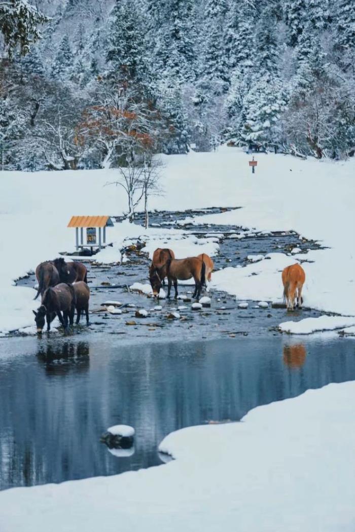 如果真的有香巴拉 那該是雨崩雪后的樣子! 如果真的有香巴拉 那該是雨崩雪后的樣子!