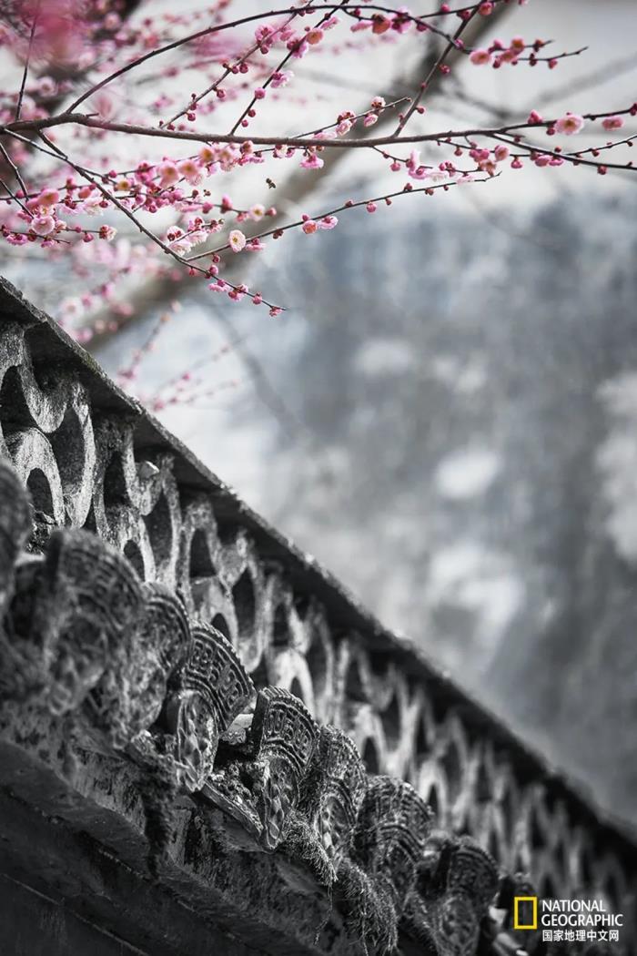 徽州歸來不看春,中國江南春意的最高潮! 徽州歸來不看春,中國江南春意的最高潮!