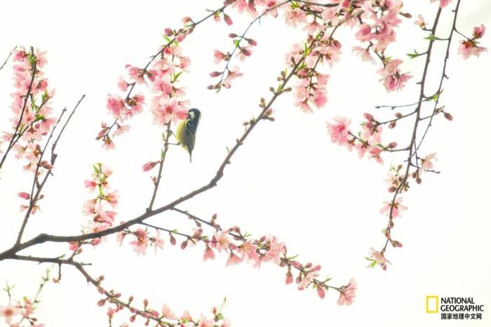 徽州歸來不看春,中國江南春意的最高潮! 徽州歸來不看春,中國江南春意的最高潮!