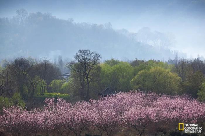 徽州歸來不看春,中國江南春意的最高潮! 徽州歸來不看春,中國江南春意的最高潮!