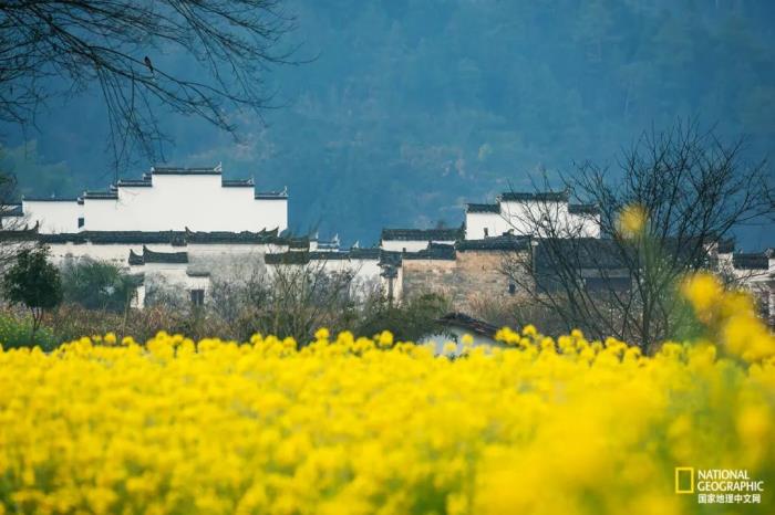 徽州歸來不看春,中國江南春意的最高潮! 徽州歸來不看春,中國江南春意的最高潮!