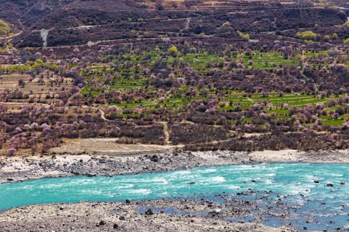 年年賣爆的西藏林芝桃花 解鎖全新玩法! 年年賣爆的西藏林芝桃花 解鎖全新玩法!