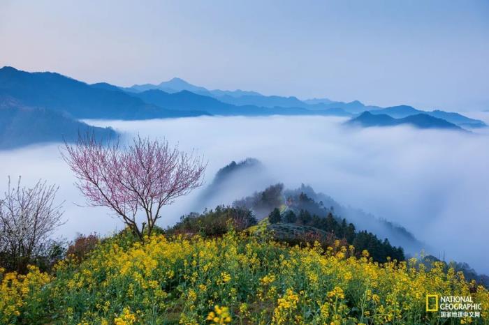 徽州歸來不看春,中國江南春意的最高潮! 徽州歸來不看春,中國江南春意的最高潮!