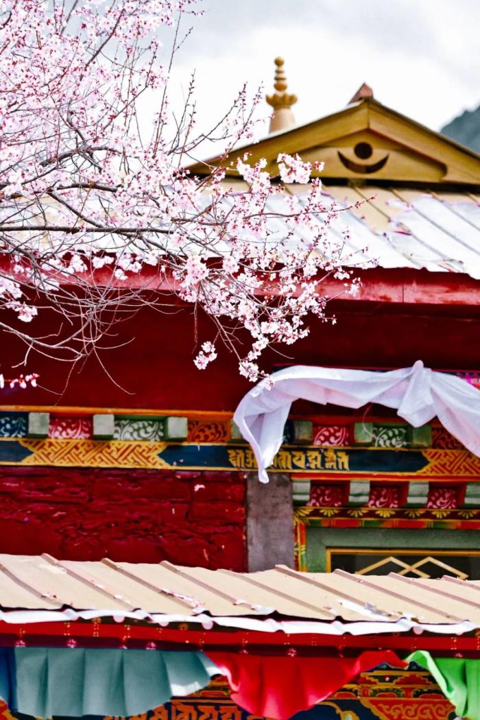 年年賣爆的西藏林芝桃花 解鎖全新玩法! 年年賣爆的西藏林芝桃花 解鎖全新玩法!