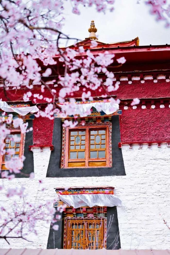 年年賣爆的西藏林芝桃花 解鎖全新玩法! 年年賣爆的西藏林芝桃花 解鎖全新玩法!