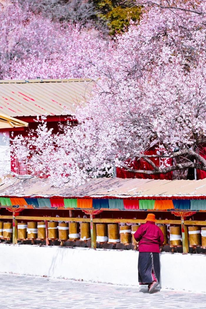 年年賣爆的西藏林芝桃花 解鎖全新玩法! 年年賣爆的西藏林芝桃花 解鎖全新玩法!