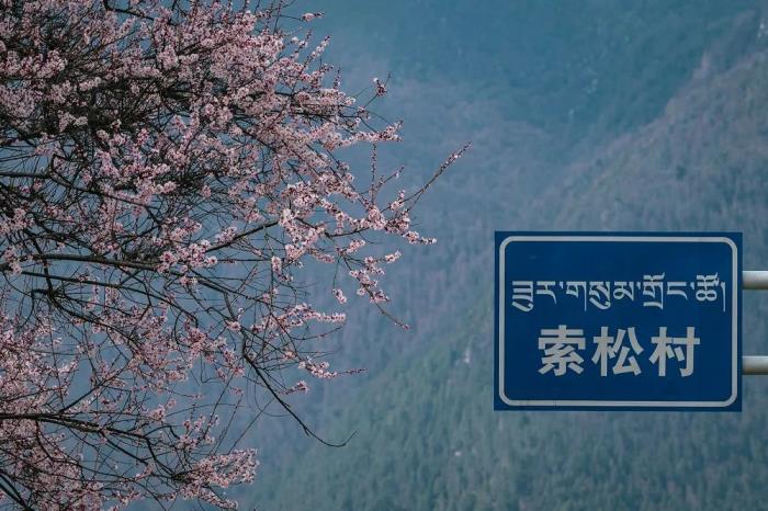 年年賣爆的西藏林芝桃花 解鎖全新玩法! 年年賣爆的西藏林芝桃花 解鎖全新玩法!