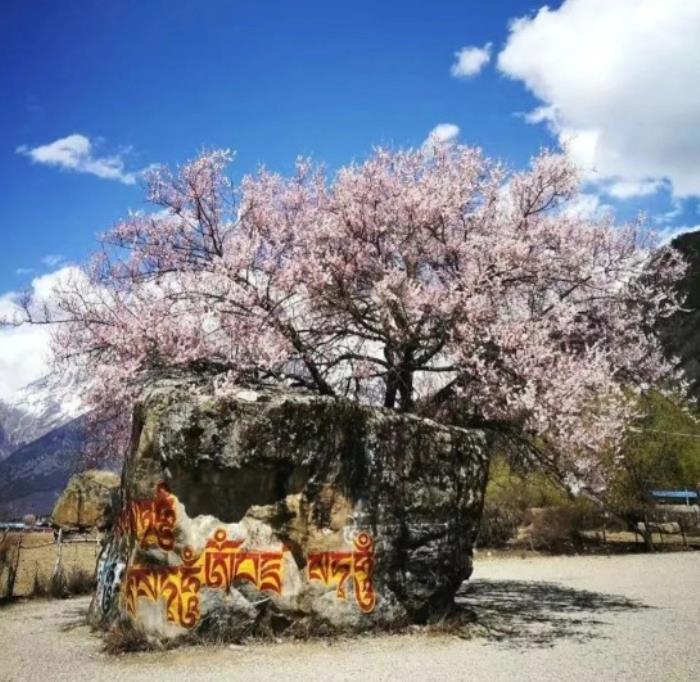 位列世界峽谷之首 春日乘熱氣球賞西藏雪山桃林! 位列世界峽谷之首 春日乘熱氣球賞西藏雪山桃林!