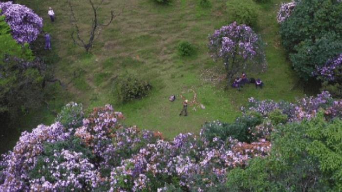 不到雞籠頂,枉為廣東人!原來,中國絕美的高山草原杜鵑花海在這里