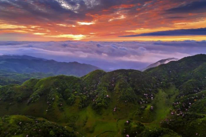 不到雞籠頂,枉為廣東人!原來,中國絕美的高山草原杜鵑花海在這里