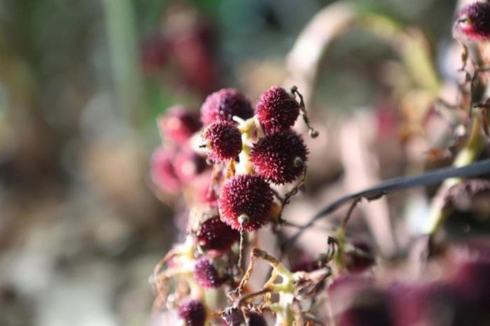 不到雞籠頂,枉為廣東人!原來,中國絕美的高山草原杜鵑花海在這里