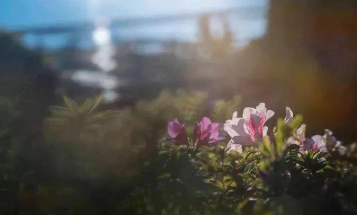 去昆明，邂逅寒冷冬日的春暖花開