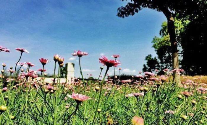 去昆明，邂逅寒冷冬日的春暖花開