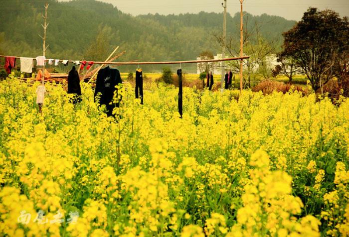 別來(lái)找我 我要去婺源掃黃了 別來(lái)找我 我要去婺源掃黃了