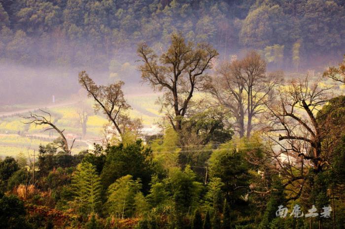 別來(lái)找我 我要去婺源掃黃了 別來(lái)找我 我要去婺源掃黃了