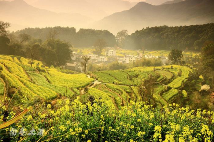 別來(lái)找我 我要去婺源掃黃了 別來(lái)找我 我要去婺源掃黃了