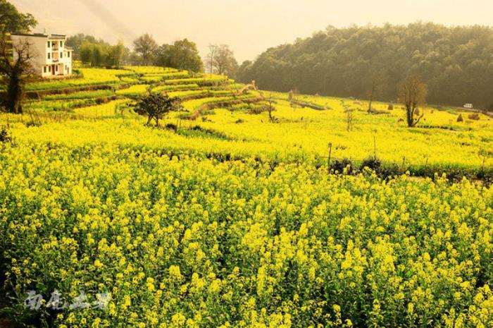 別來(lái)找我 我要去婺源掃黃了 別來(lái)找我 我要去婺源掃黃了