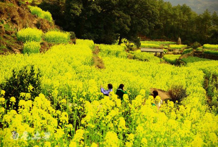 別來(lái)找我 我要去婺源掃黃了 別來(lái)找我 我要去婺源掃黃了