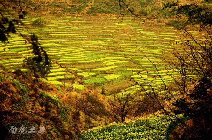 別來(lái)找我 我要去婺源掃黃了 別來(lái)找我 我要去婺源掃黃了