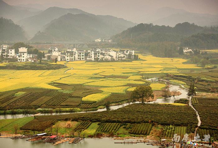 別來(lái)找我 我要去婺源掃黃了 別來(lái)找我 我要去婺源掃黃了