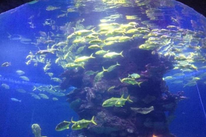 武漢東湖海洋世界可以帶吃的進去嗎 武漢東湖海洋世界可以帶吃的進去嗎