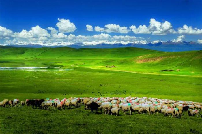 年年火爆出圈的青甘線,到底怎么玩?