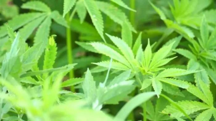 黑河有哪些土特產