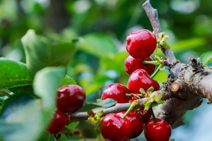 吃寧夏美食必去的10個(gè)地方推薦