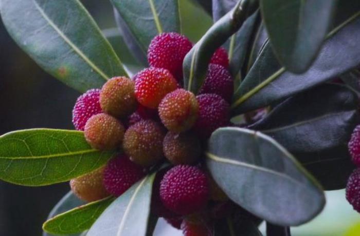 楊梅怎么洗比較干凈