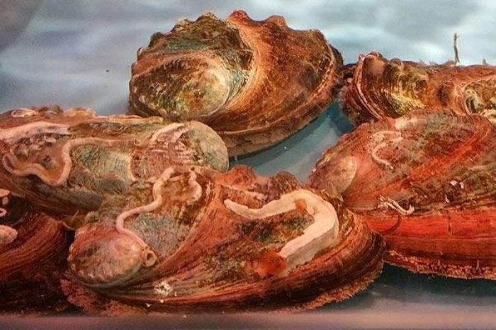 深圳特色土特產(chǎn)推薦