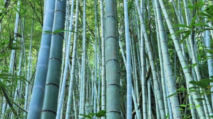茂名-高州仙人洞風景區 茂名-高州仙人洞風景區