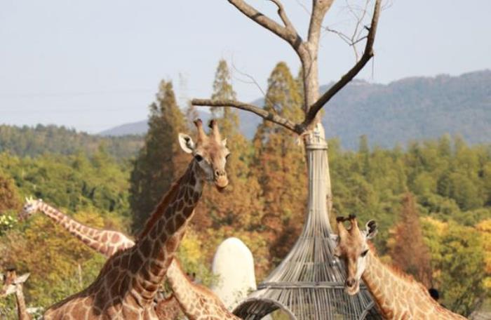 湖州長頸鹿莊園 湖州長頸鹿莊園