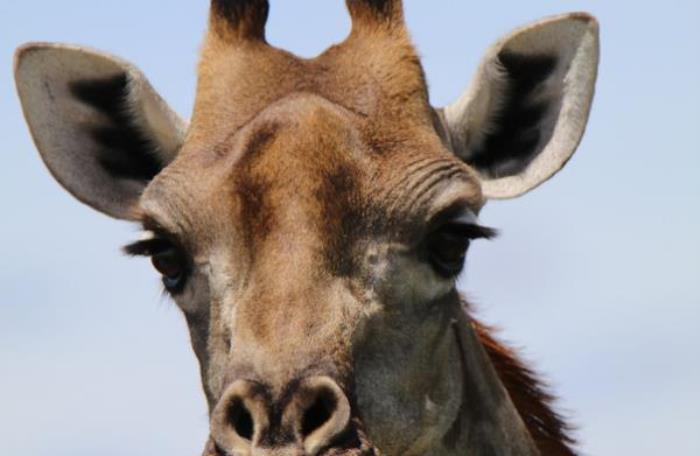 湖州長頸鹿莊園 湖州長頸鹿莊園