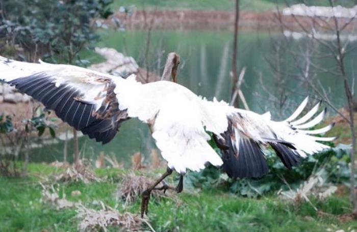 湖州長頸鹿莊園 湖州長頸鹿莊園