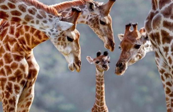 湖州長頸鹿莊園 湖州長頸鹿莊園