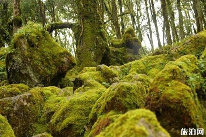 攀西大裂谷格薩拉生態旅游區