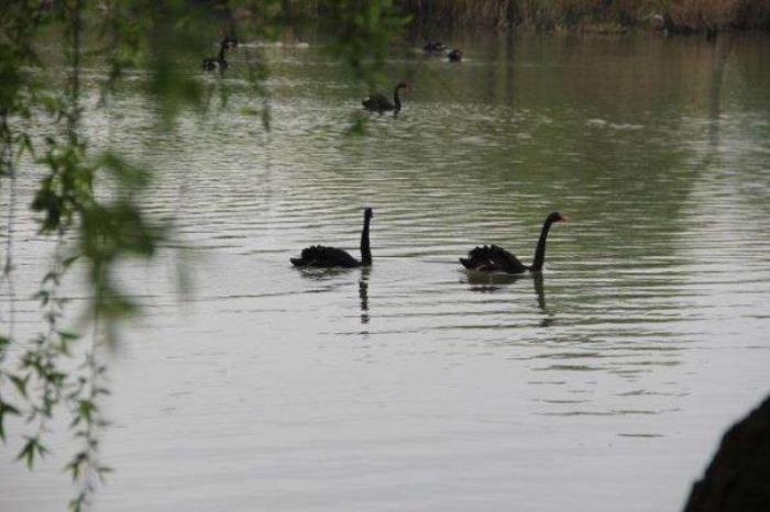 湖州長興太湖圖影濕地