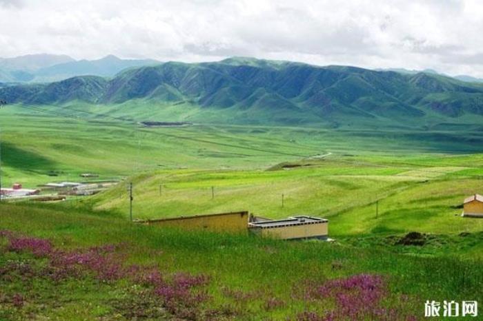 甘加草原 甘加草原