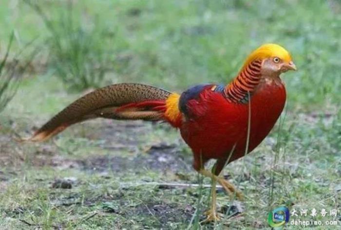 泉州海絲野生動物世界 泉州海絲野生動物世界