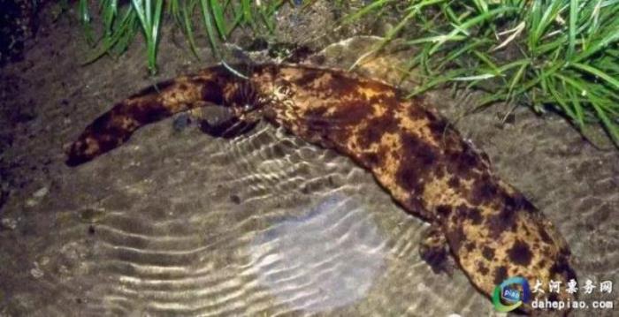 泉州海絲野生動物世界 泉州海絲野生動物世界