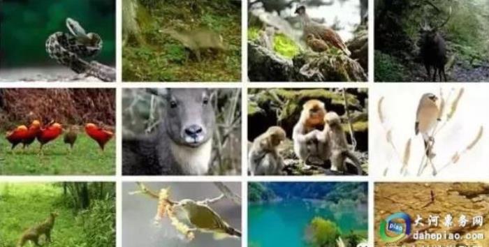 泉州海絲野生動物世界 泉州海絲野生動物世界