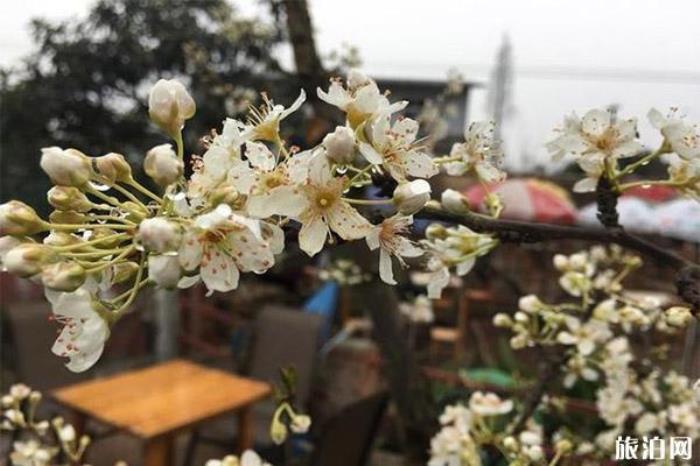 成都桃花故里旅游景區 成都桃花故里旅游景區