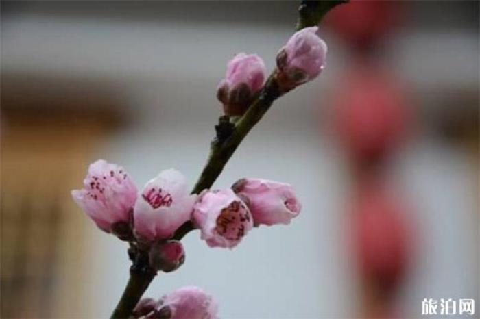 成都桃花故里旅游景區 成都桃花故里旅游景區