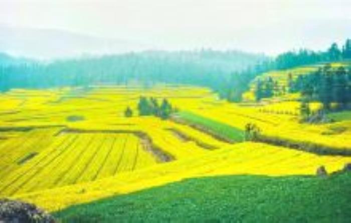 鴜鷺湖梯田花海吉林景點