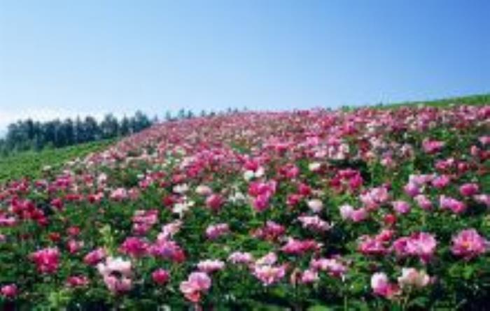 隋唐城遺址植物園河南景點 隋唐城遺址植物園河南景點