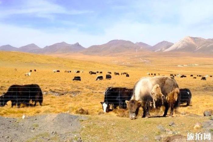 剛察草原 剛察草原