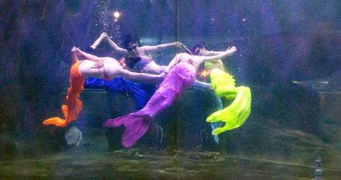 蓬萊海洋極地世界 蓬萊海洋極地世界